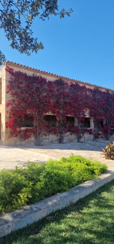 WhatsApp Image 2025-10-14 at 12.21.27 (5)